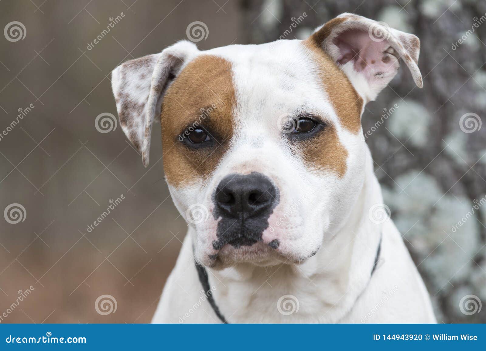 Boxer American Bulldog Mix Breed Dog Stock Photo Image Of Bulldog Humane 144943920