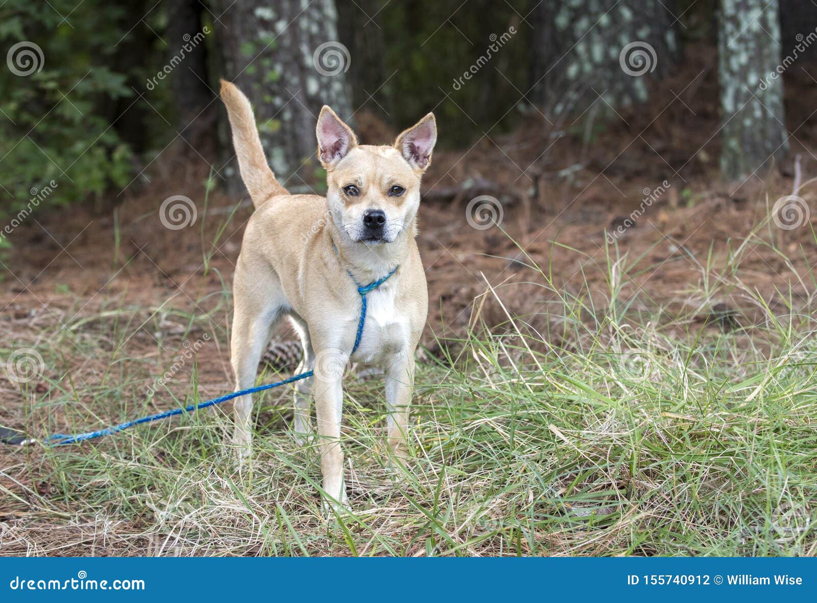 small mixed breed rescue dogs