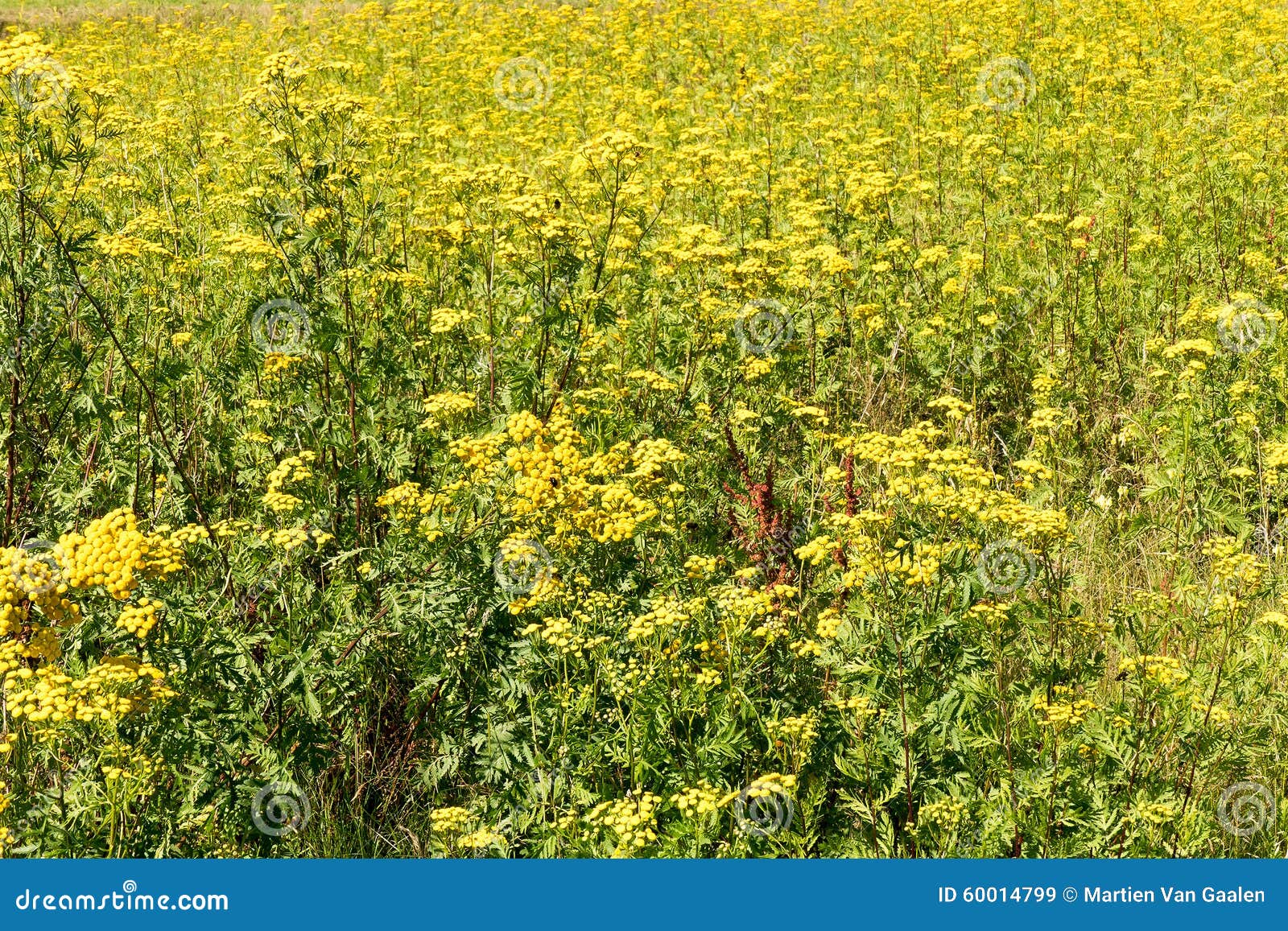 Het gebied met vermindert van tanacetum