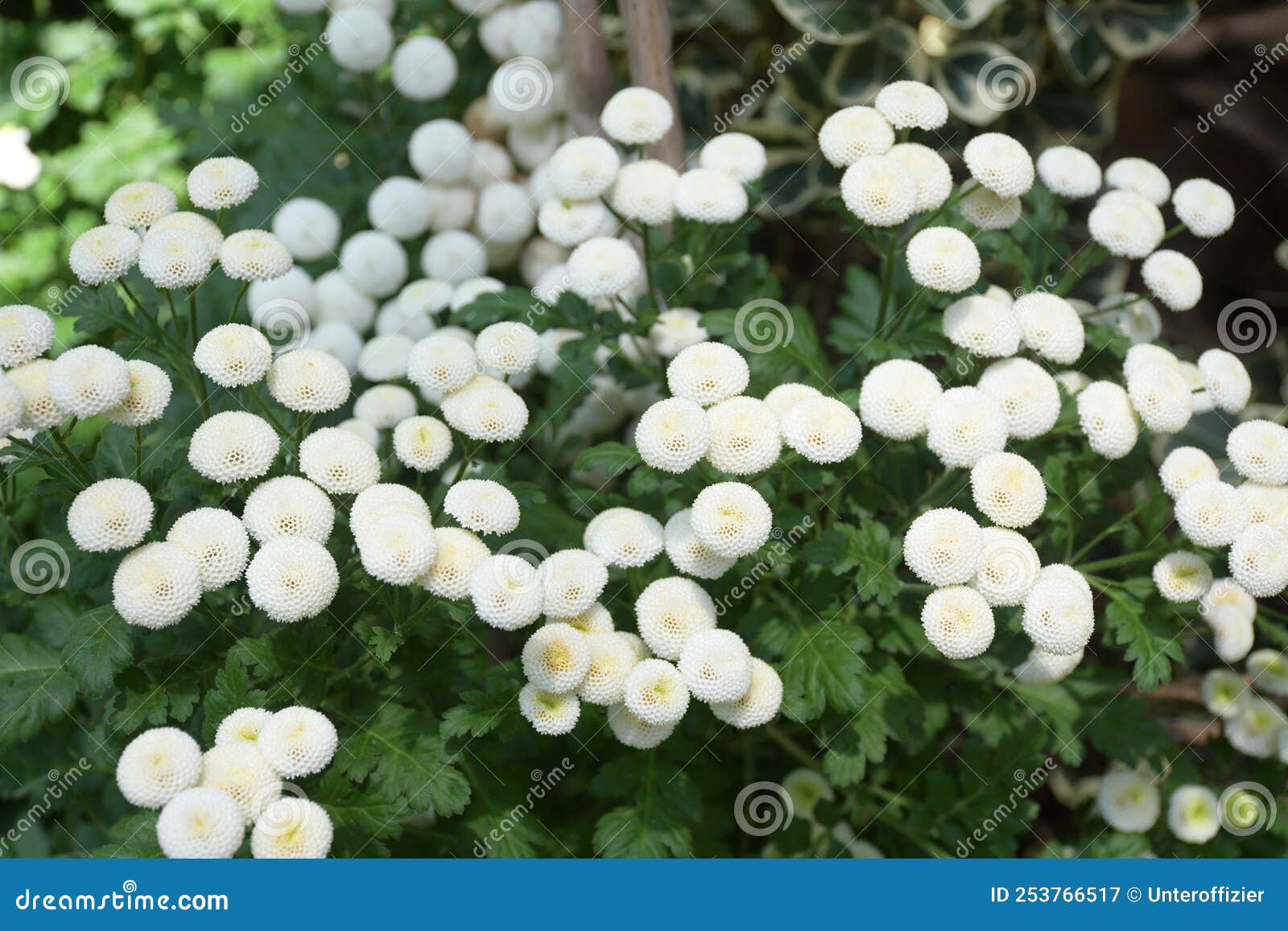tanacetum parthenium feverfew compositae or chrysanthemum indicum indian chrysanthemum