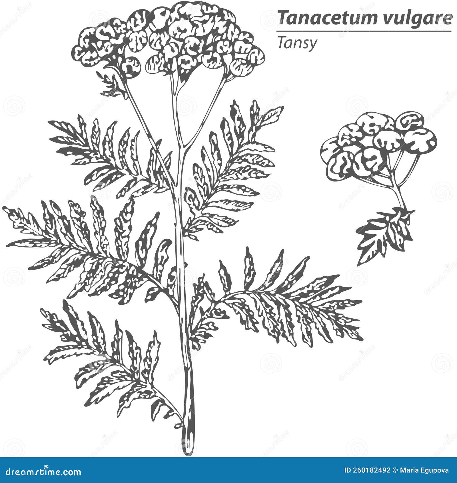 Tanacetum vulgare plant stock vector. Illustration of background ...