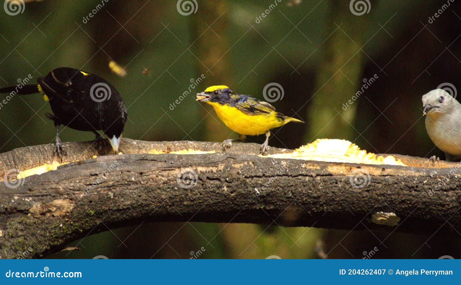 tanagers and euphonia on a branch eating banana
