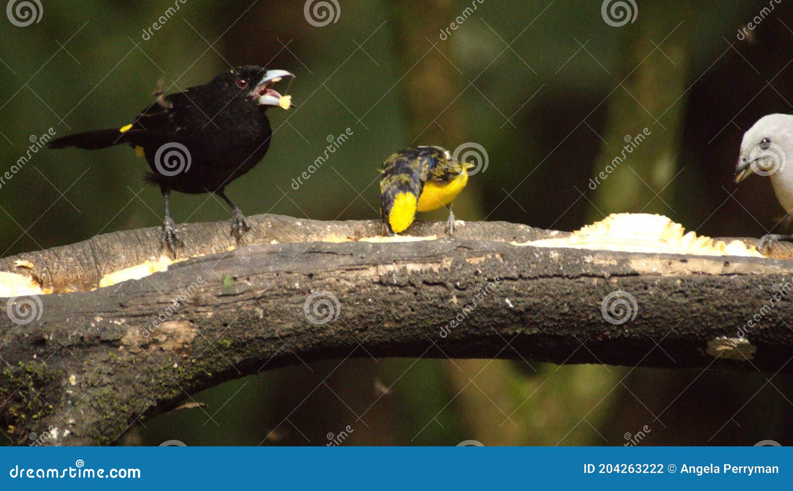 tanagers and euphonia on a branch eating banana