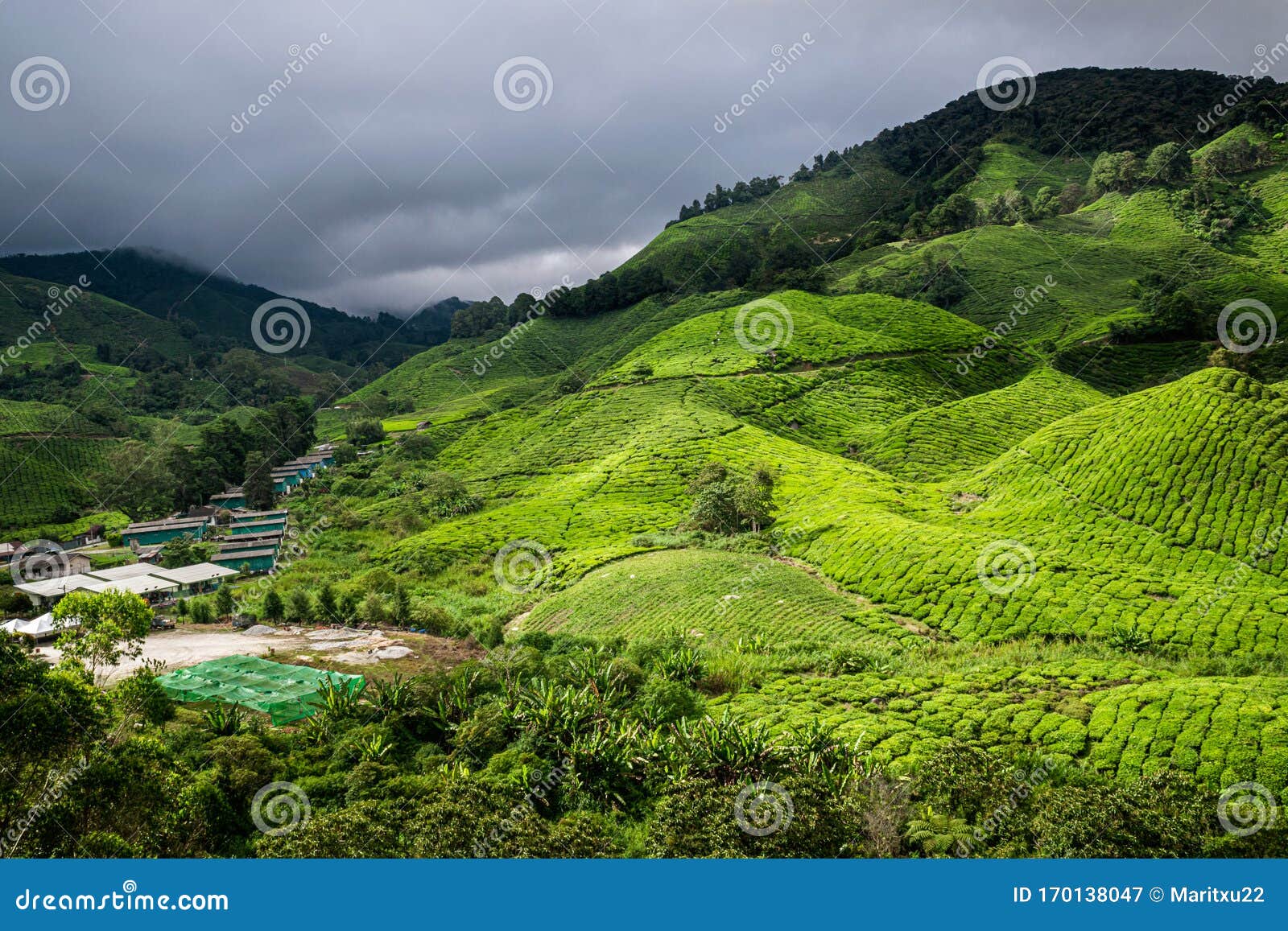 Tanah Rata Tea Plantation In Cameron Highlands, Malaysia ...