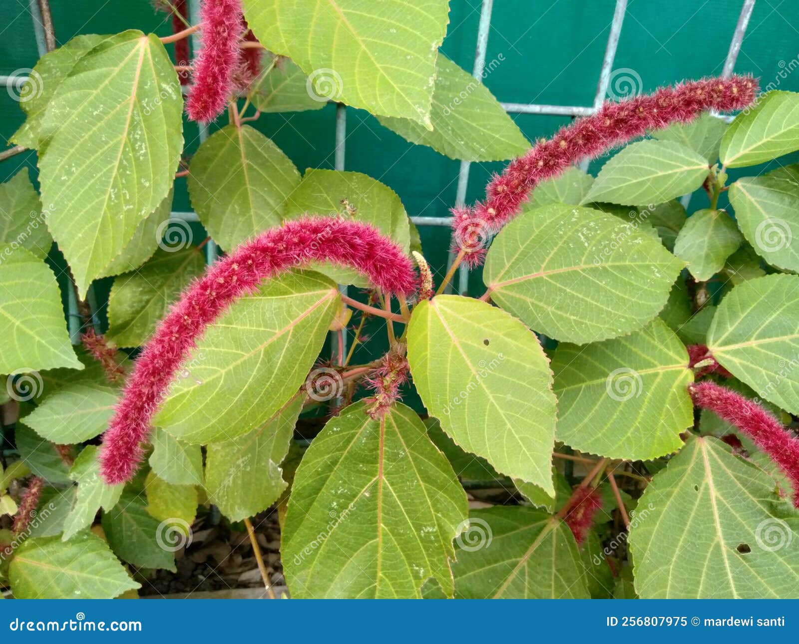 Tanaman Ekor Kucing or Akalifa or Akalipa (Acalypha Hispida) is a