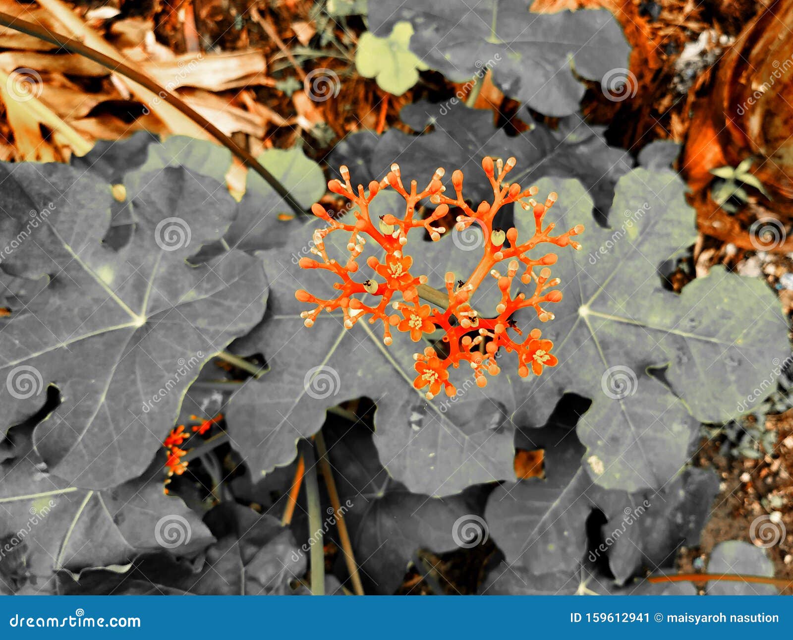 Tanaman liar stock image. Image of flowers, liar, tanaman 159612941