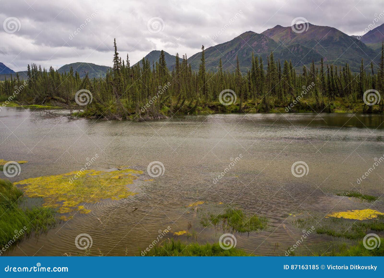Tanana River in Overcast Summer Day Stock Image Image of tripping