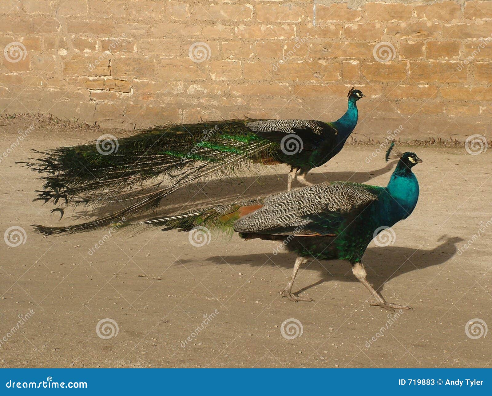 tandem peacocks