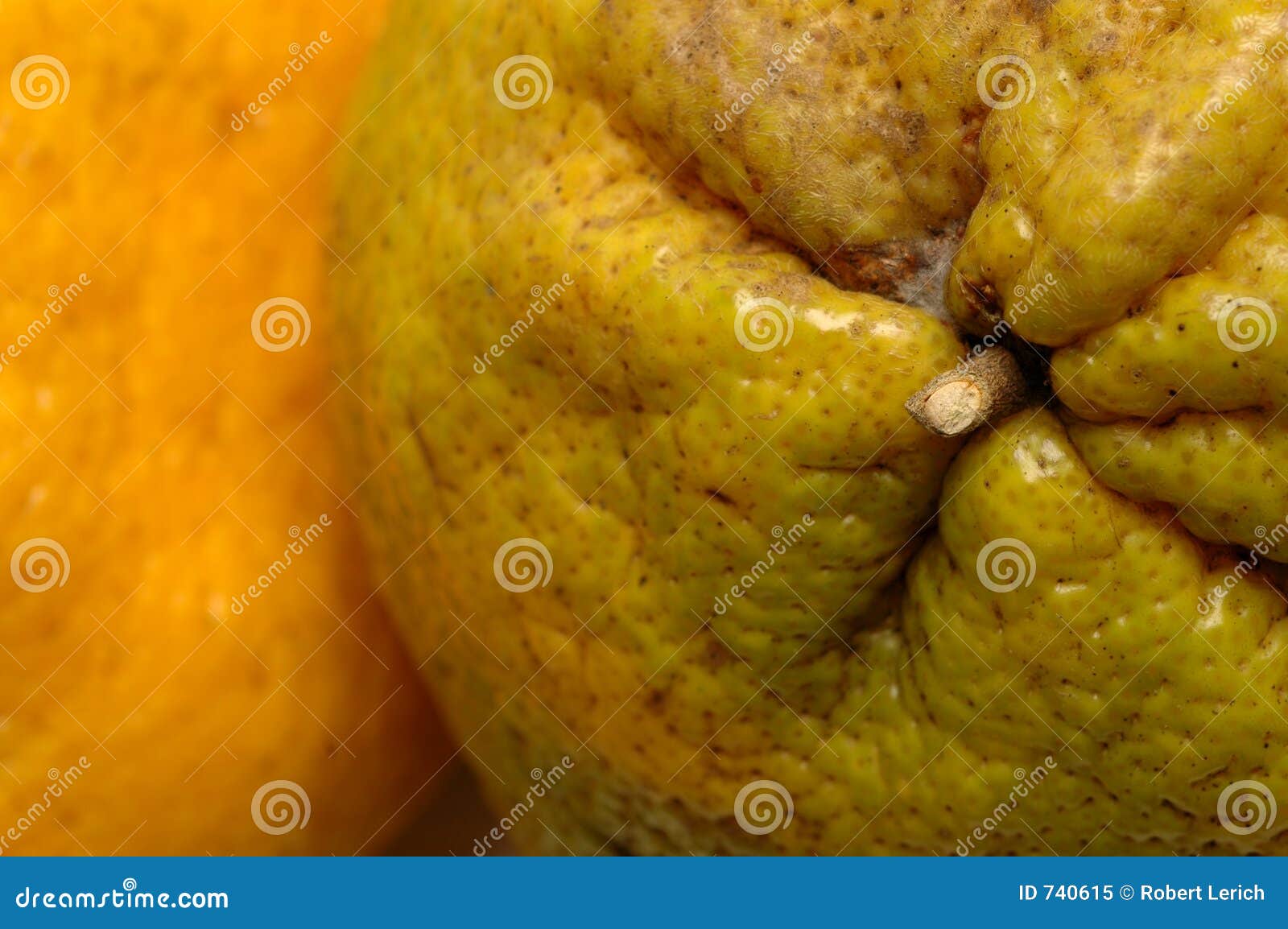 Tangelo stock image. Image of background, hybrid, citrus 740615