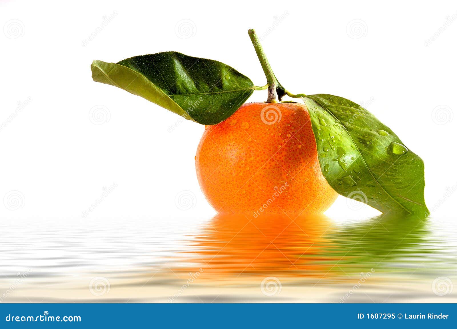Tangerine stock image. Image of white, sweet, water, diet - 1607295