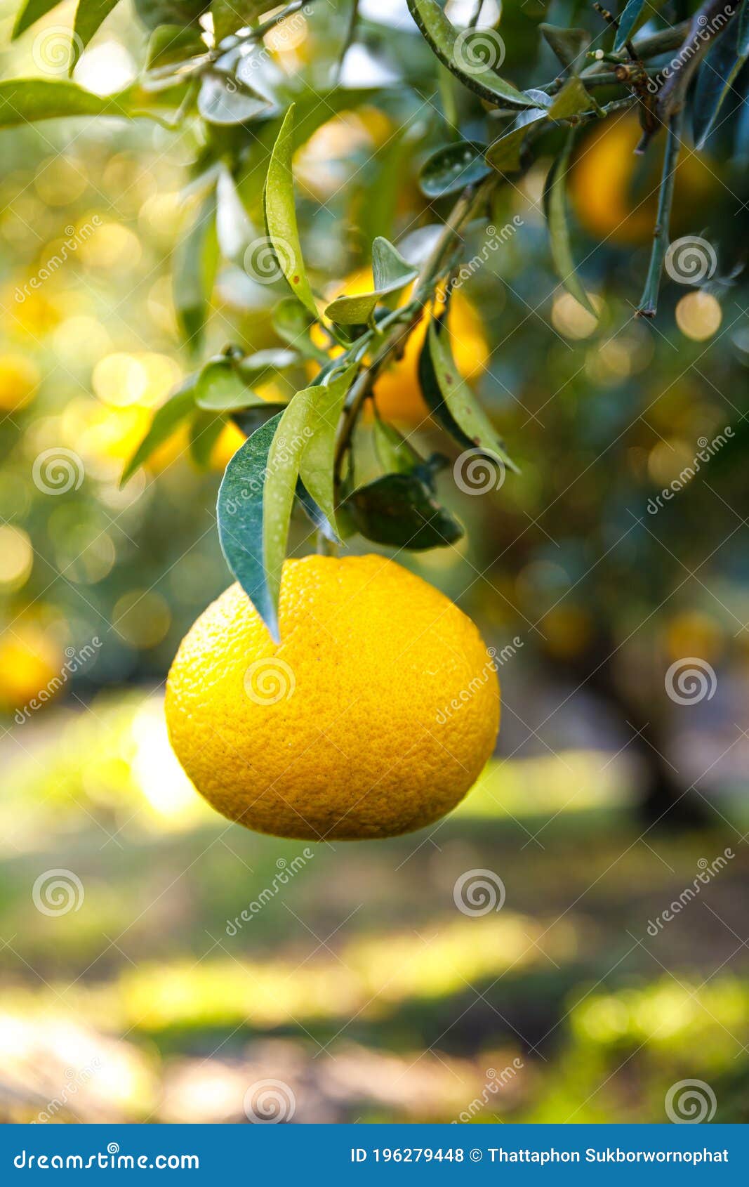 Tangerine in the garden stock photo. Image of florida 196279448
