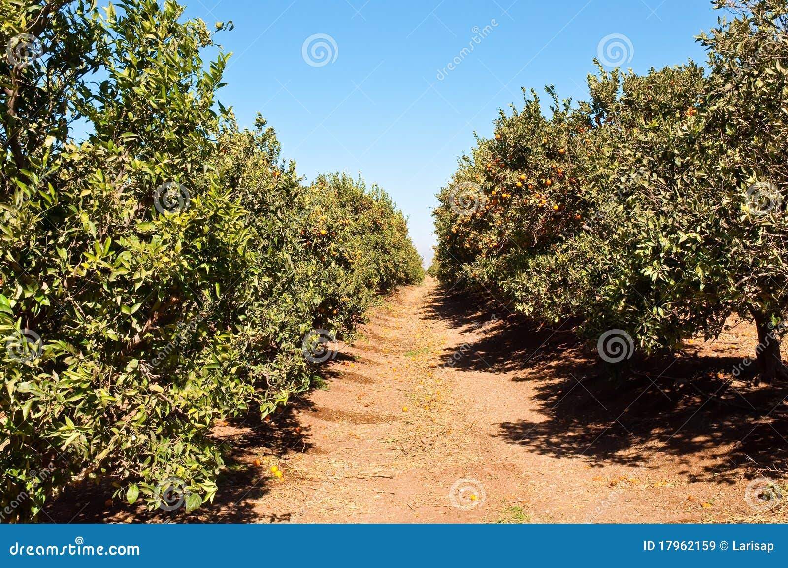 Tangerine grove. stock image. Image of fresh, christmas 17962159