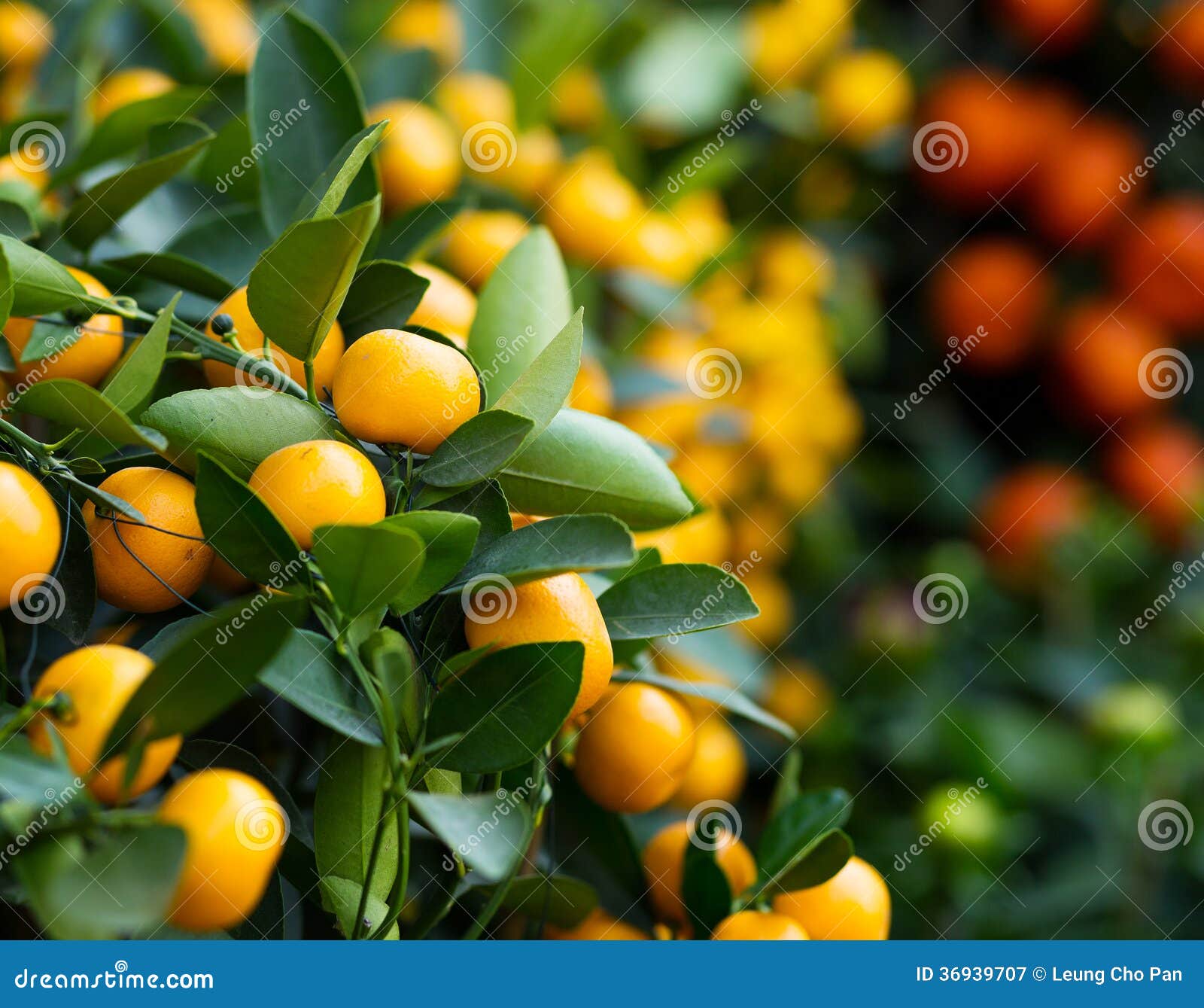 Tangerine for Lunar New Year Stock Image Image of agriculture, plant