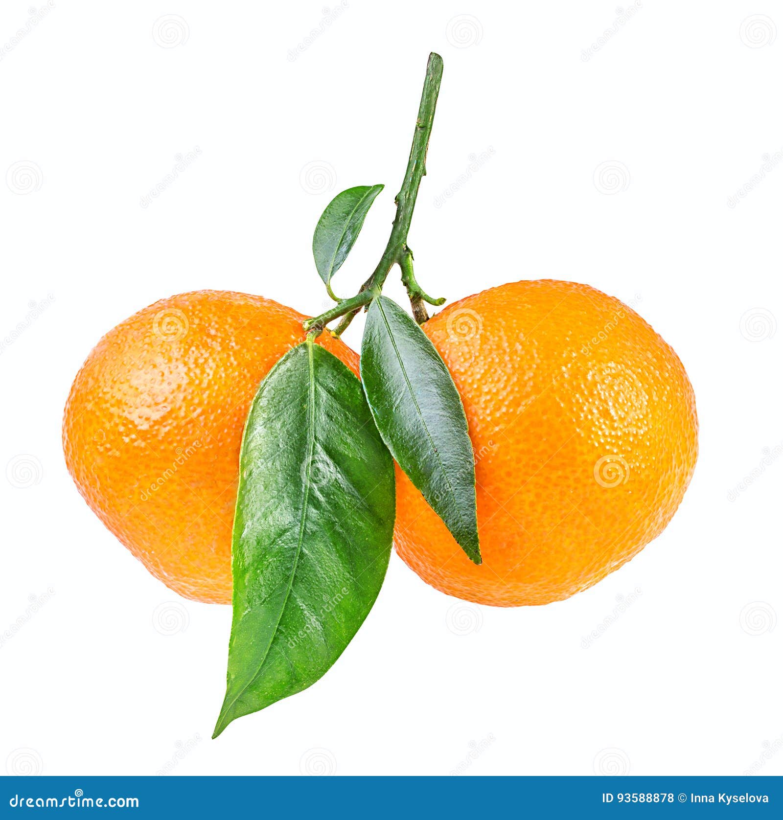 Tangerine or Mandarin Fruit Isolated on White Stock Photo Image of