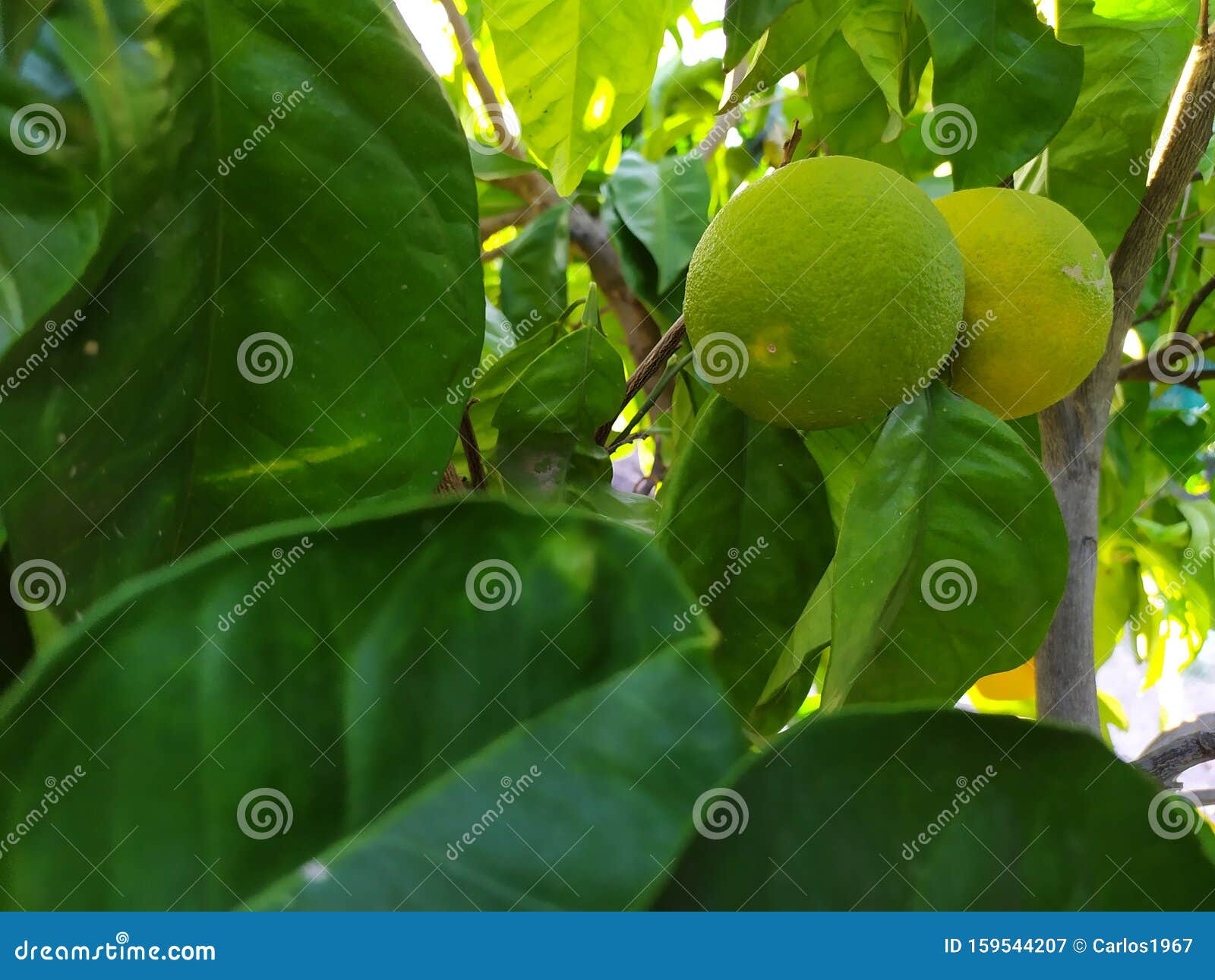 Tangerine in the Mandarine Tree Stock Image Image of tree, tangerine