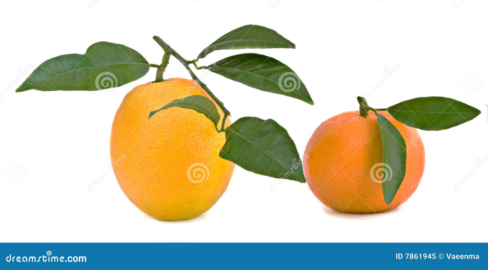 tangerines vs oranges tangerines vs oranges
