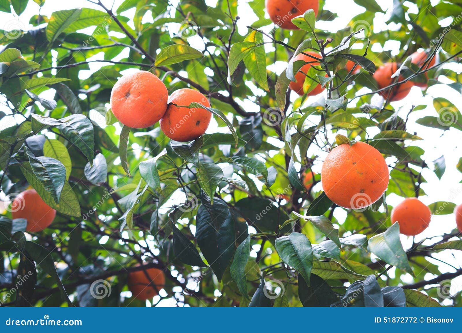 Tangerine tree stock photo. Image of green, background 51872772