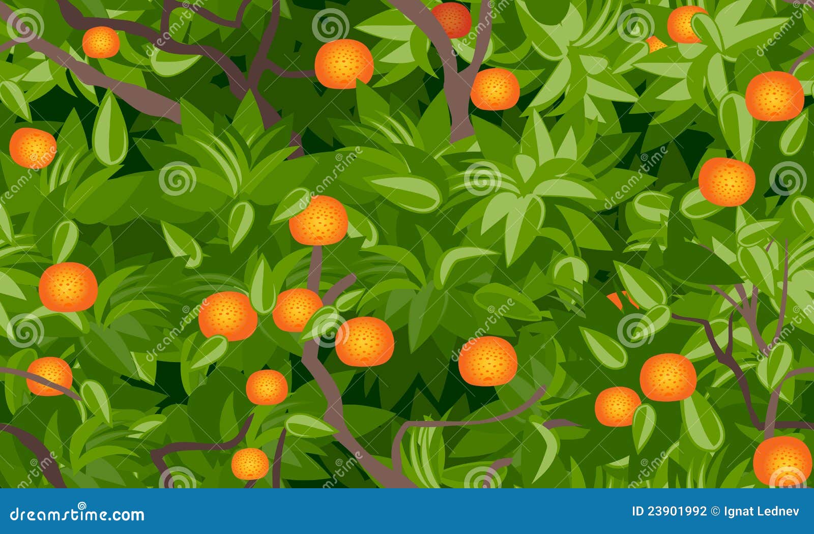 Tangerine Tree Citrus Reticulata L. With Mature Fruits, Chinese New