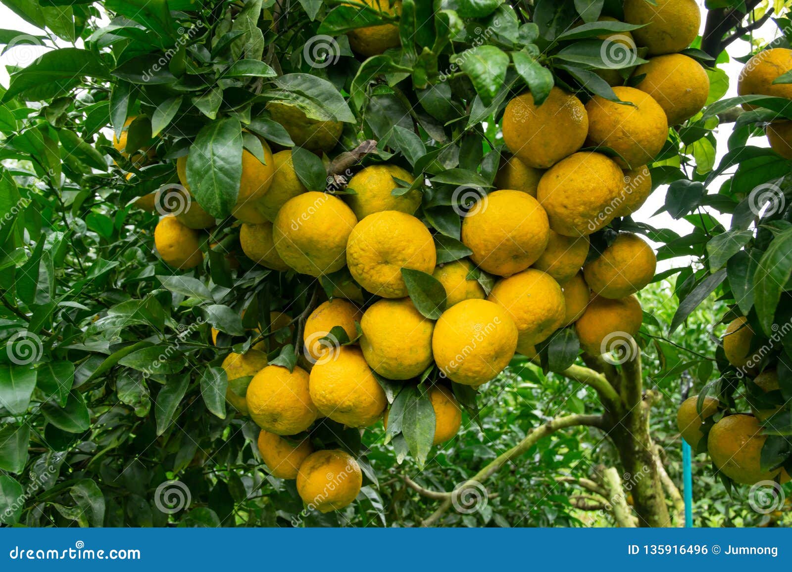 Tangerine on Tree in the Garden. Many Ripe Orange Growing on Branches