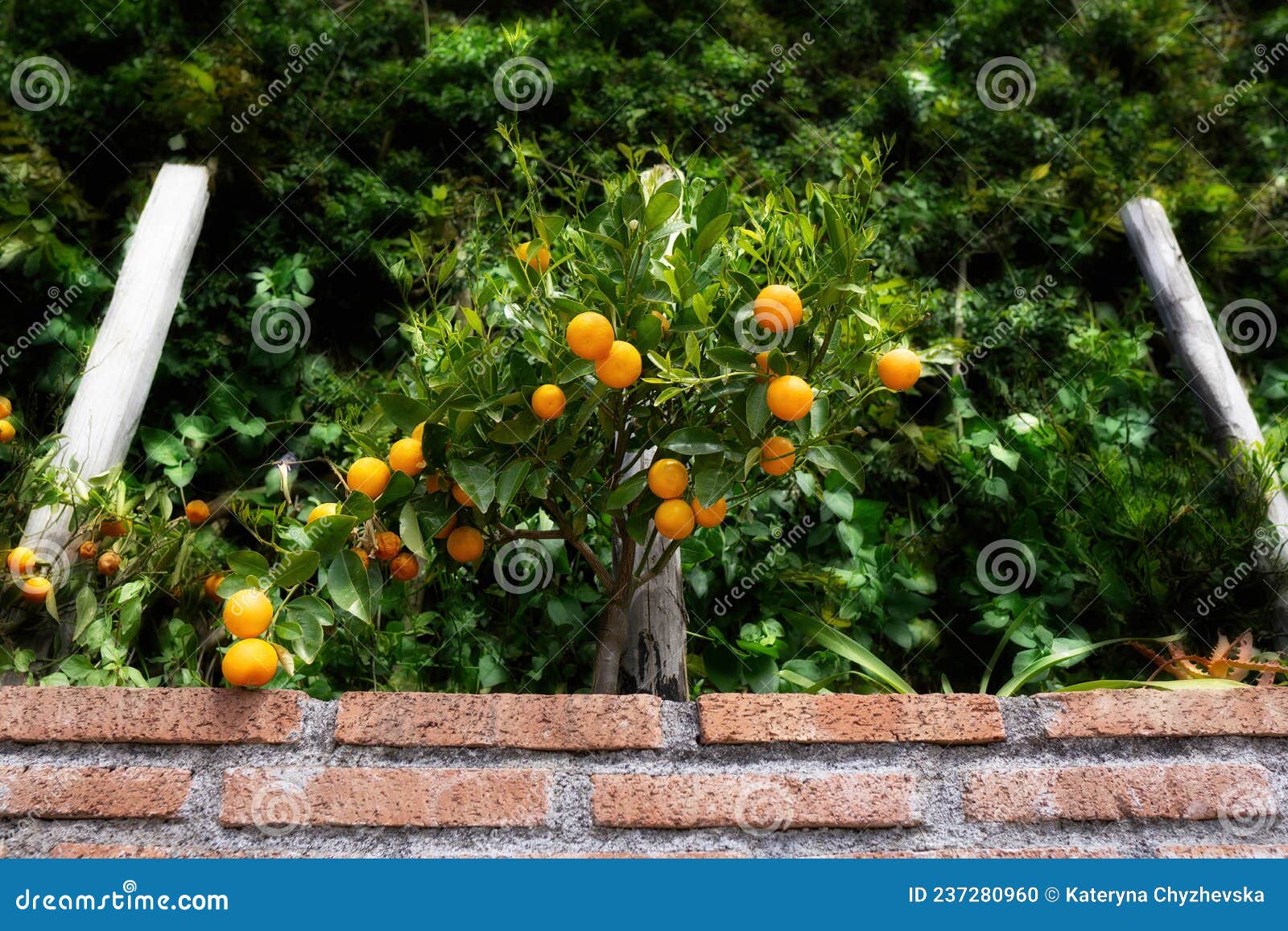 Tangerine Tree on the Hedge Stock Photo Image of citrus, green 237280960