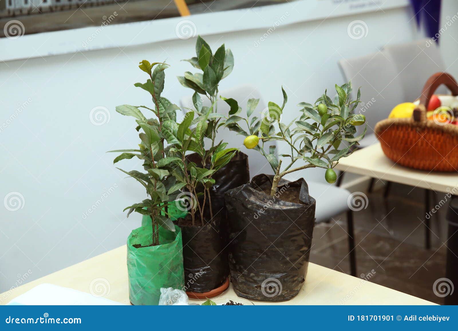 Dwarf Mandarin Tree In Pot