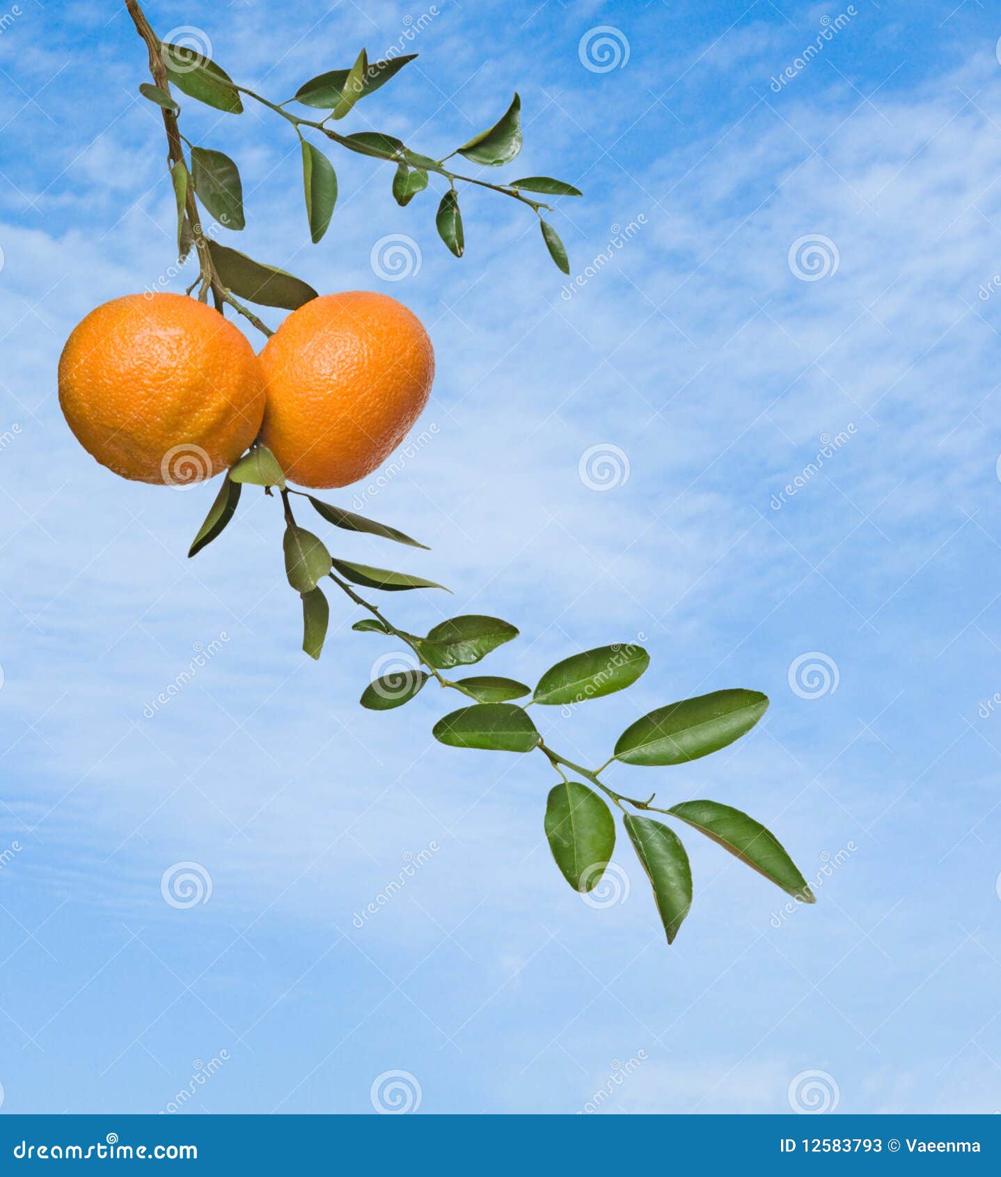 Tangerines on branch stock image. Image of citrus, fruit 12583793