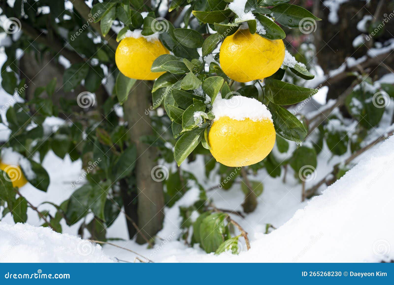 Tangerines and Leaves in Jeju Island Stock Photo Image of snow