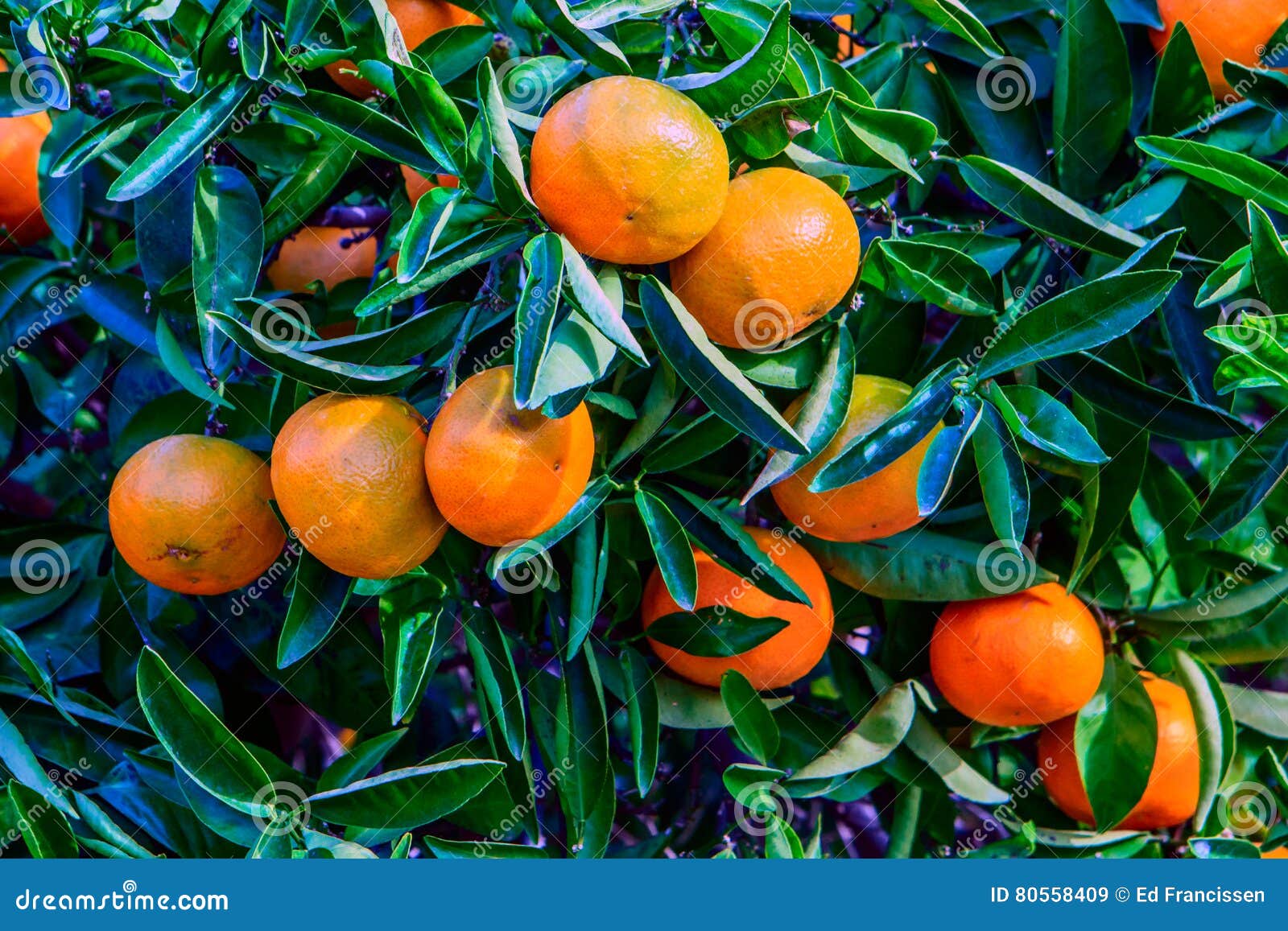 tangerines vs oranges tangerines vs oranges