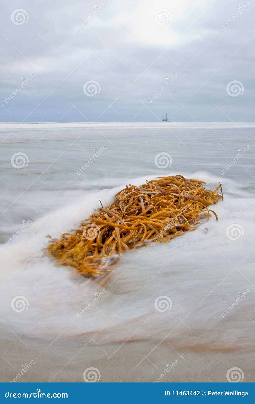 Tangle Lying on the Beach Surf of the Ocean Stock Photo Image of alga