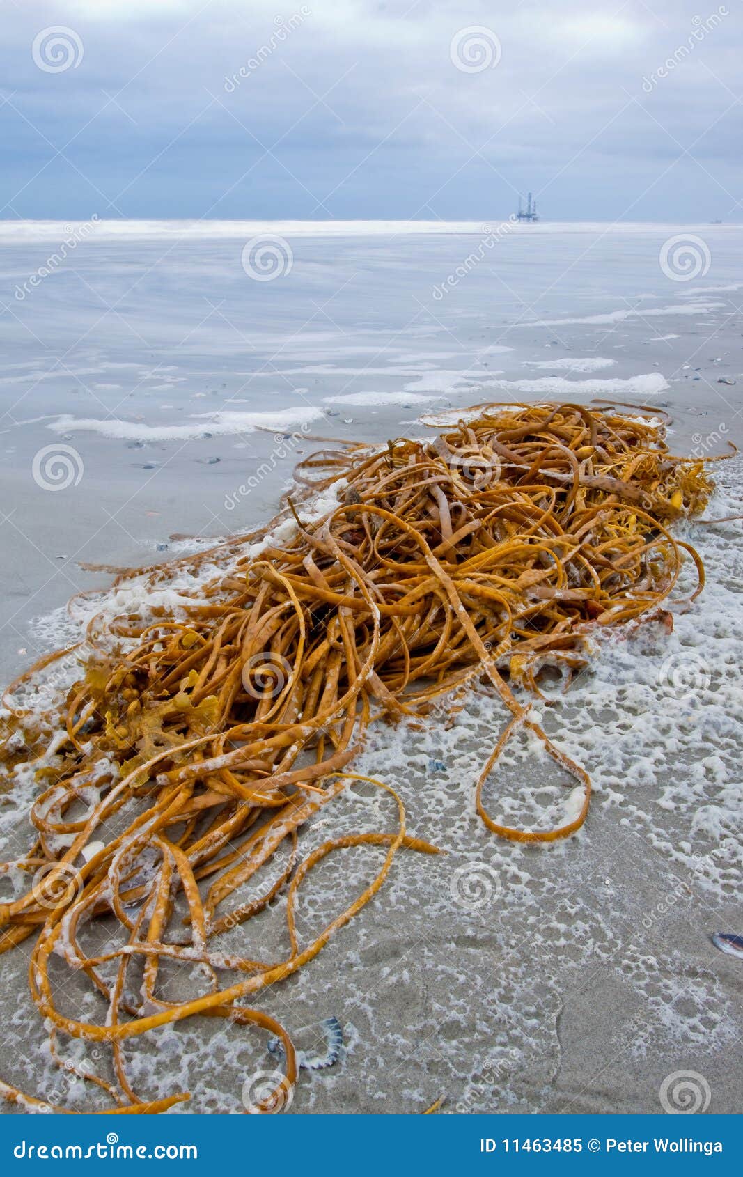 Tangle Lying on the Beach Surf of the Ocean Stock Image Image of kelp
