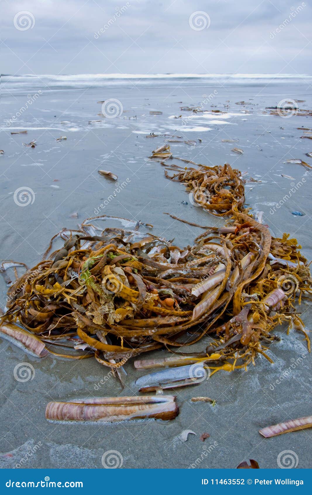 Tangle Lying on the Beach Surf of the Ocean Stock Photo Image of