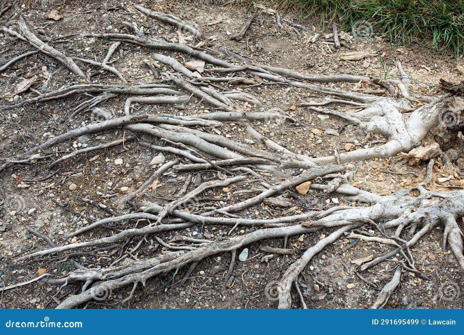 Tangled Gray Tree Roots Growing Above Ground Stock Image Image of