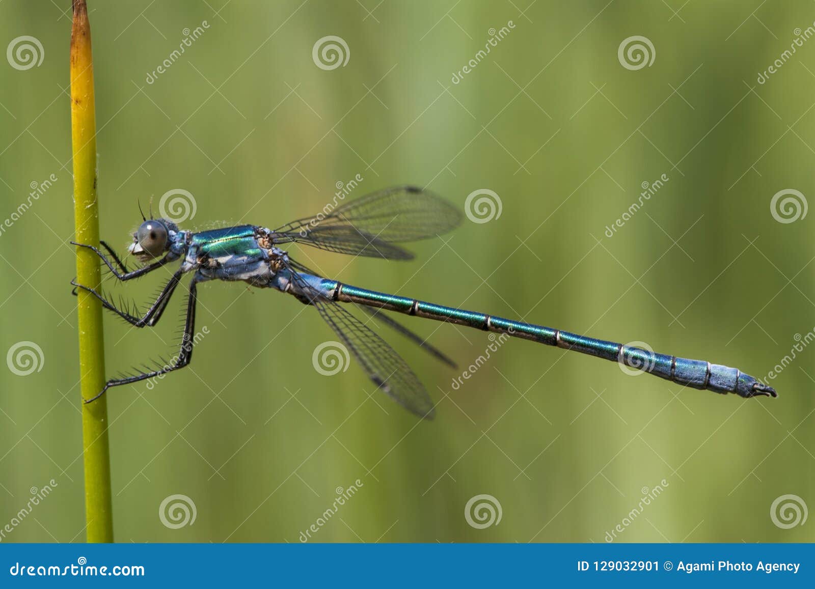 tangpantserjuffer, robust spreadwing, lestes dryas