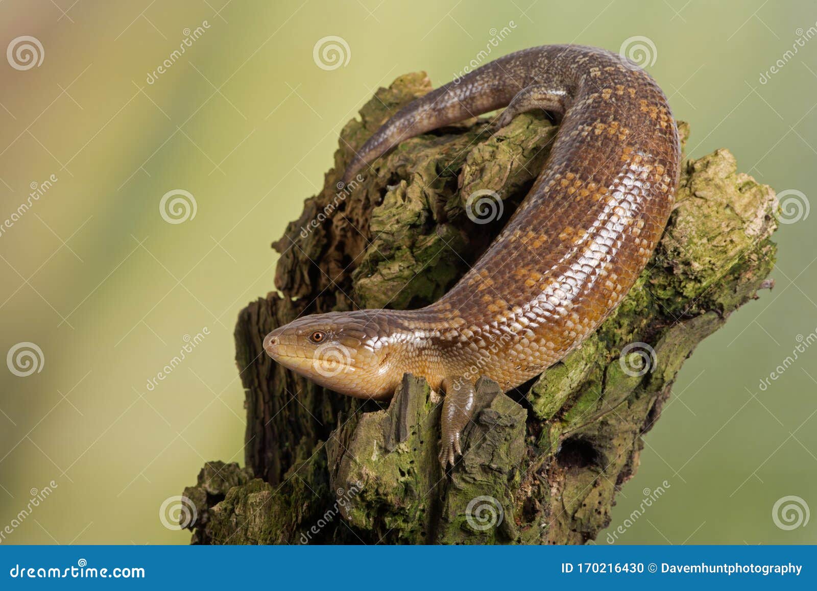 blue tongued skink tiliqua scincoides chimaerea