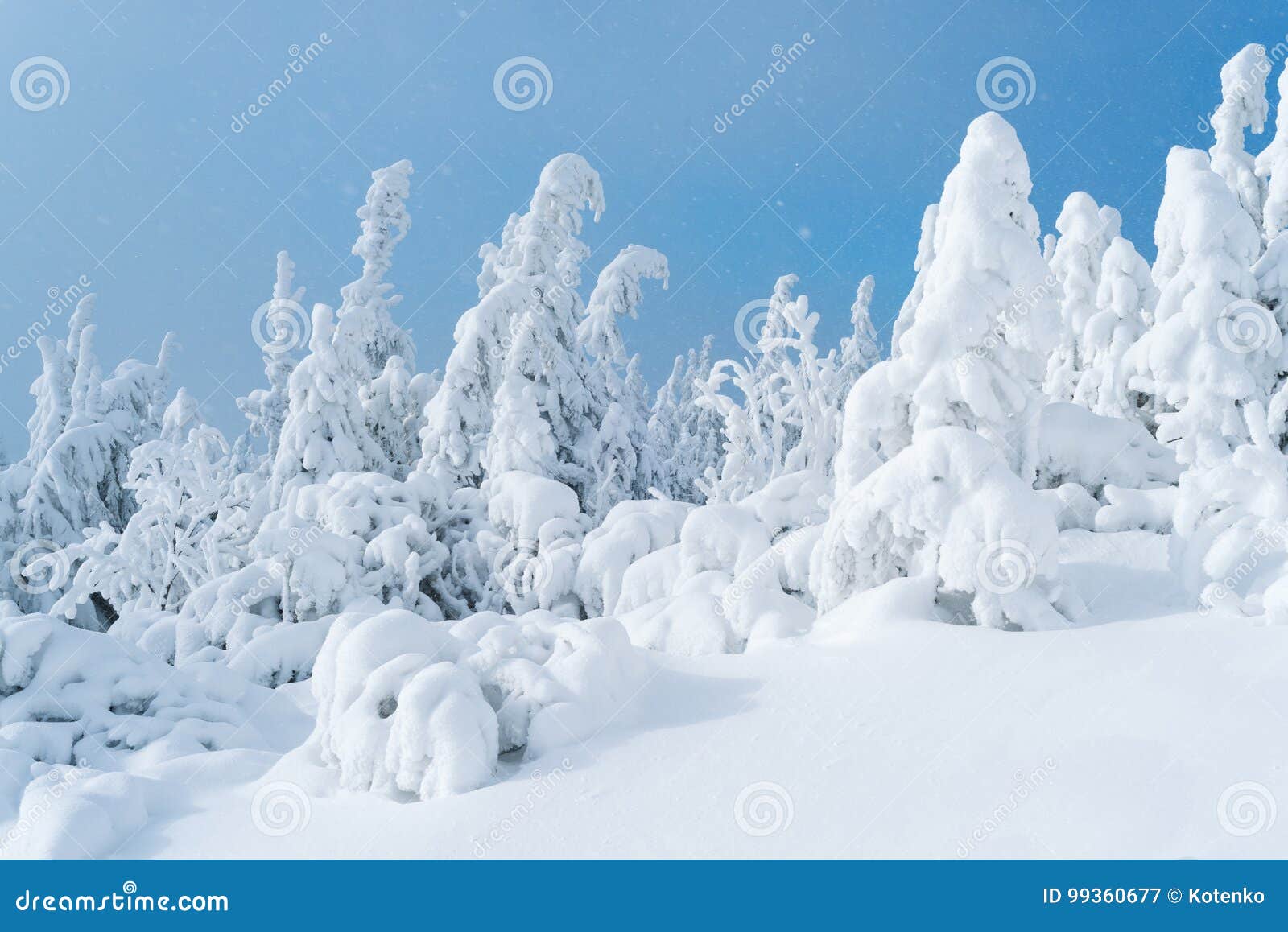 Tannen Im Schnee Auf Hintergrund Des Blauen Himmels Stockbild