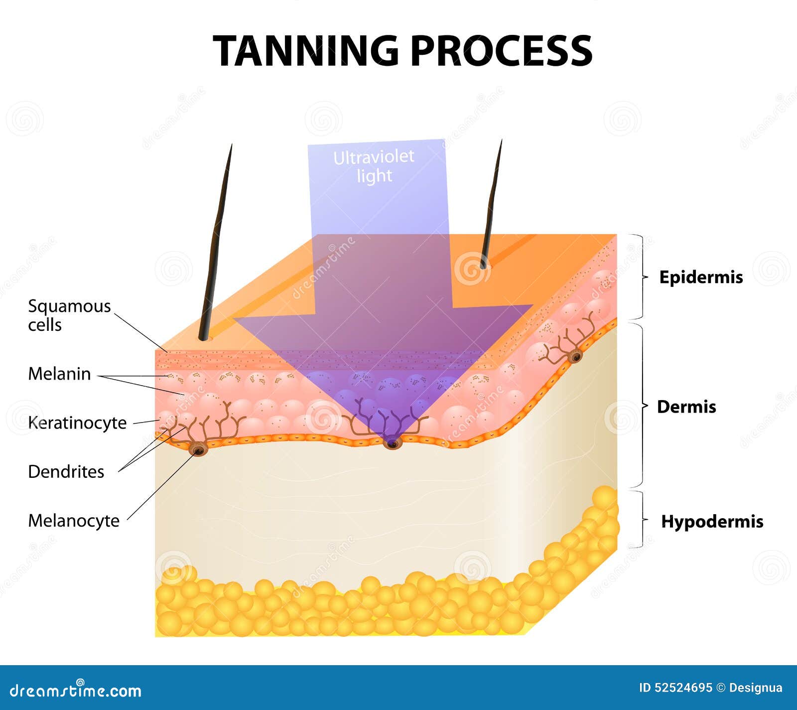 Tanning Process Stock Vector - Image: 52524695