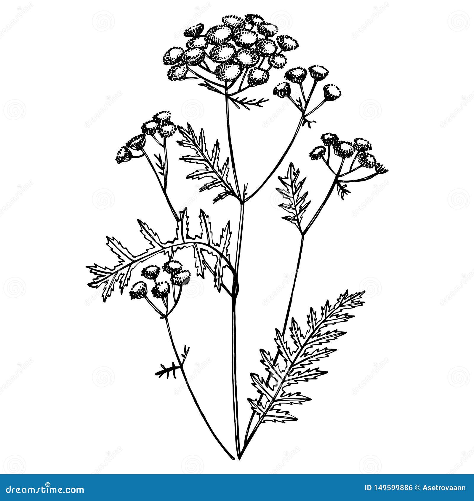 Tansy or Daisy Flower. Botanical Illustration Stock Illustration ...