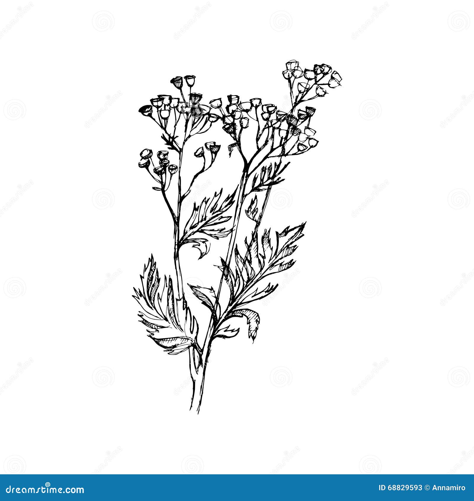 Tansy Flowers, Vector Illustration. Stock Vector - Illustration of hand ...