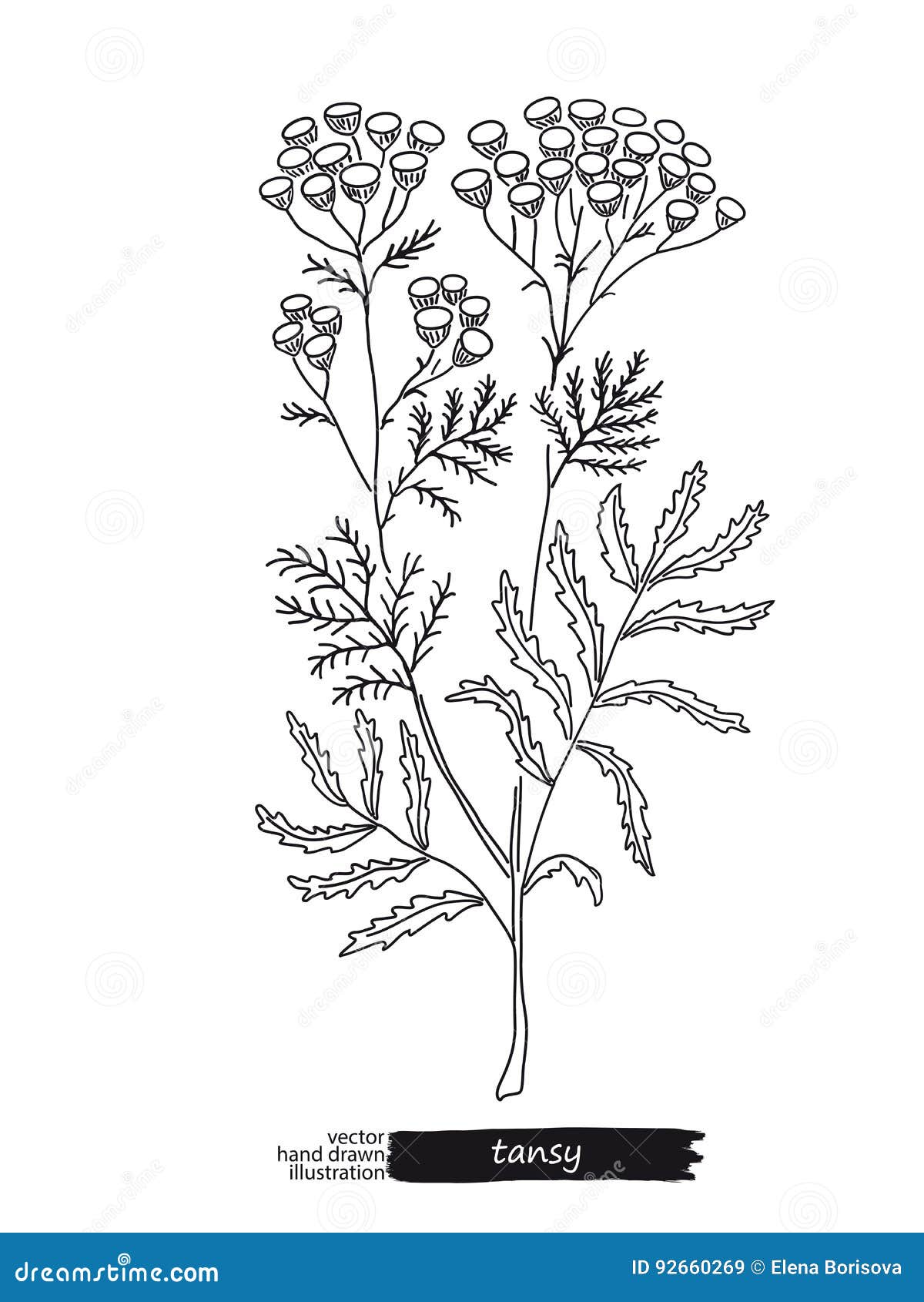 Tansy Isolated Vector Sketch Stock Vector - Illustration of drawing ...