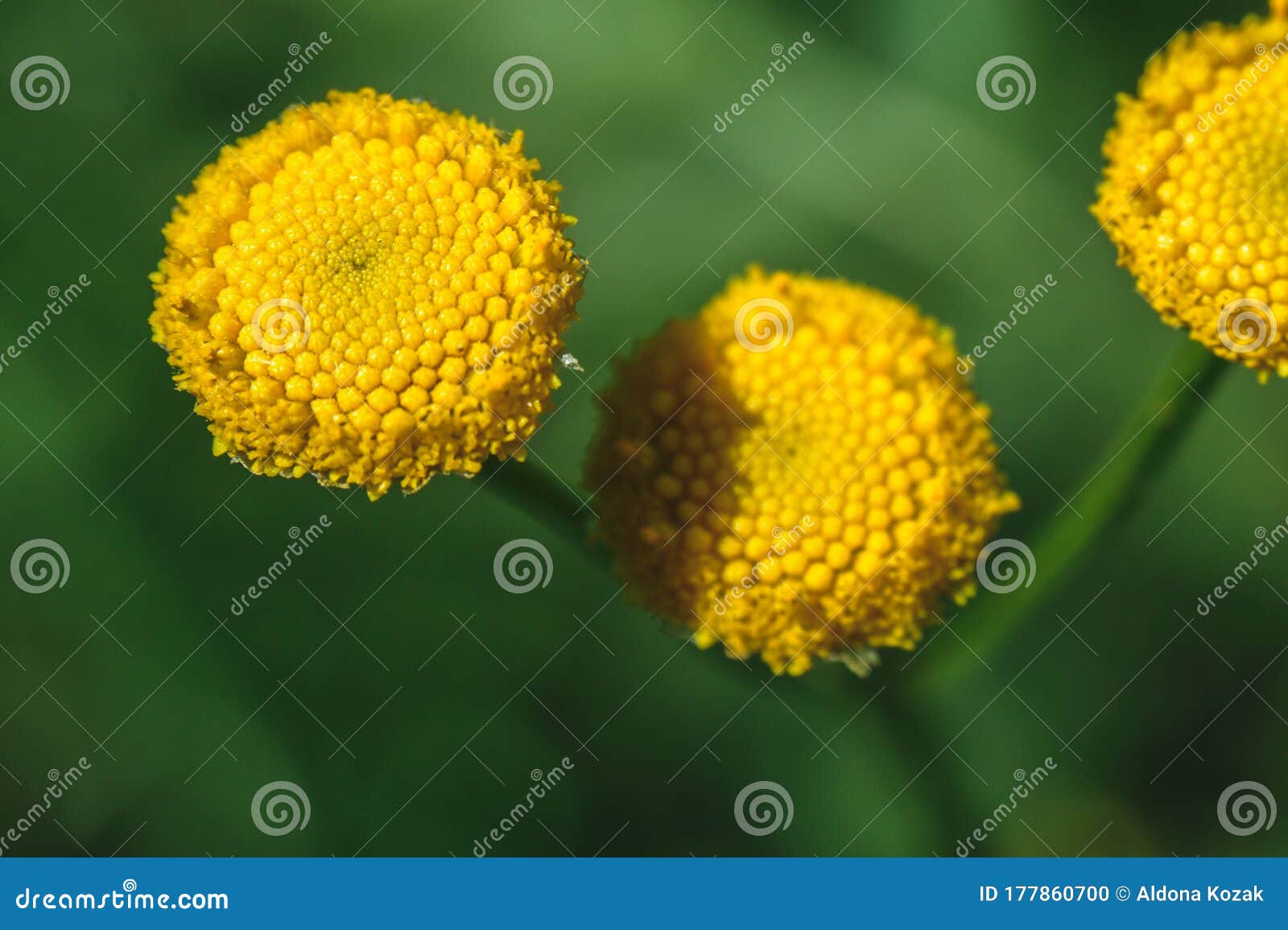 Tansy Yellow Flower On The Meadow Stock Photo Image Of Garden Seeds 177860700