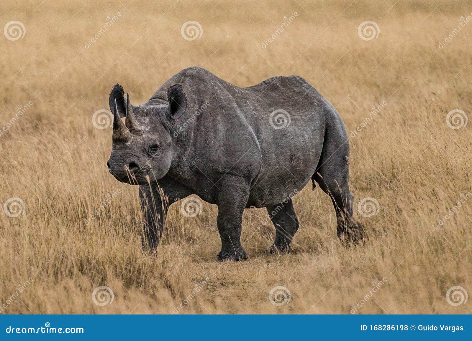 tanzania, africa, animal and landscape, rhinoceros