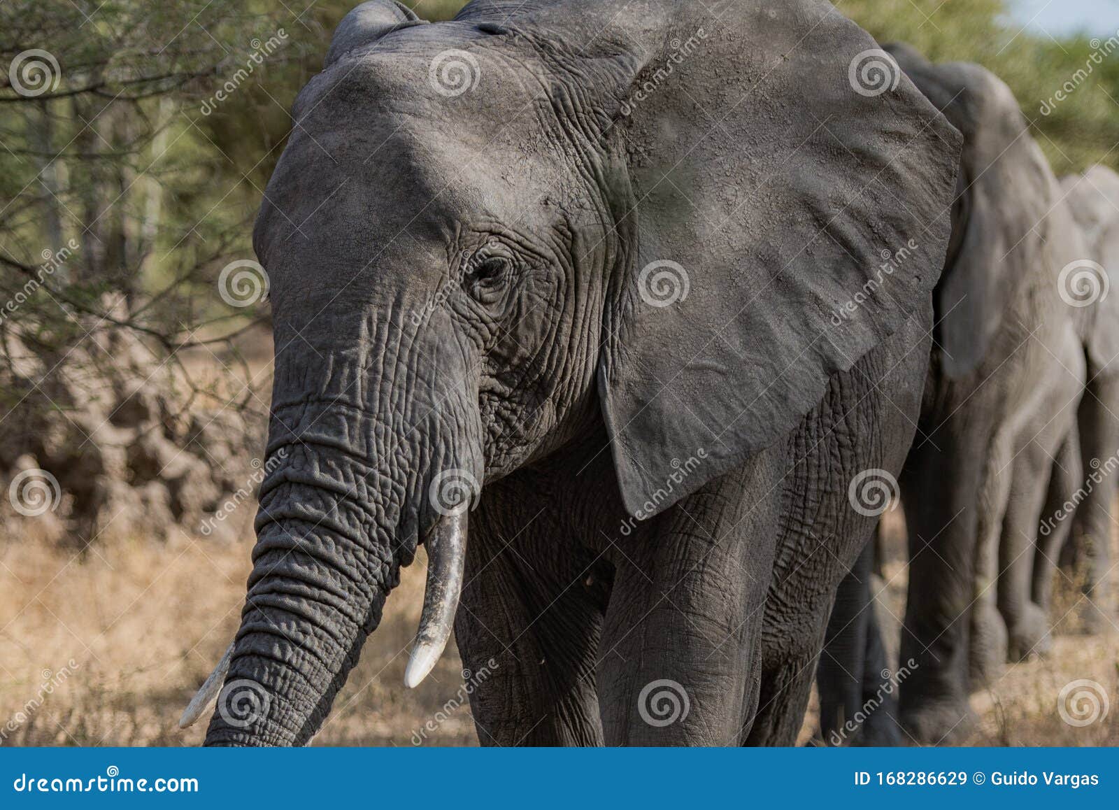 tanzania, africa, animal and landscape, elephant