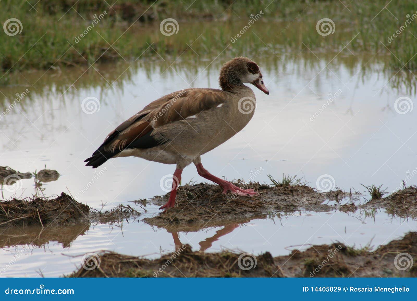 Tanzania-Wildente in See Manyara Stockbild - Bild von ente, wild: 14405029