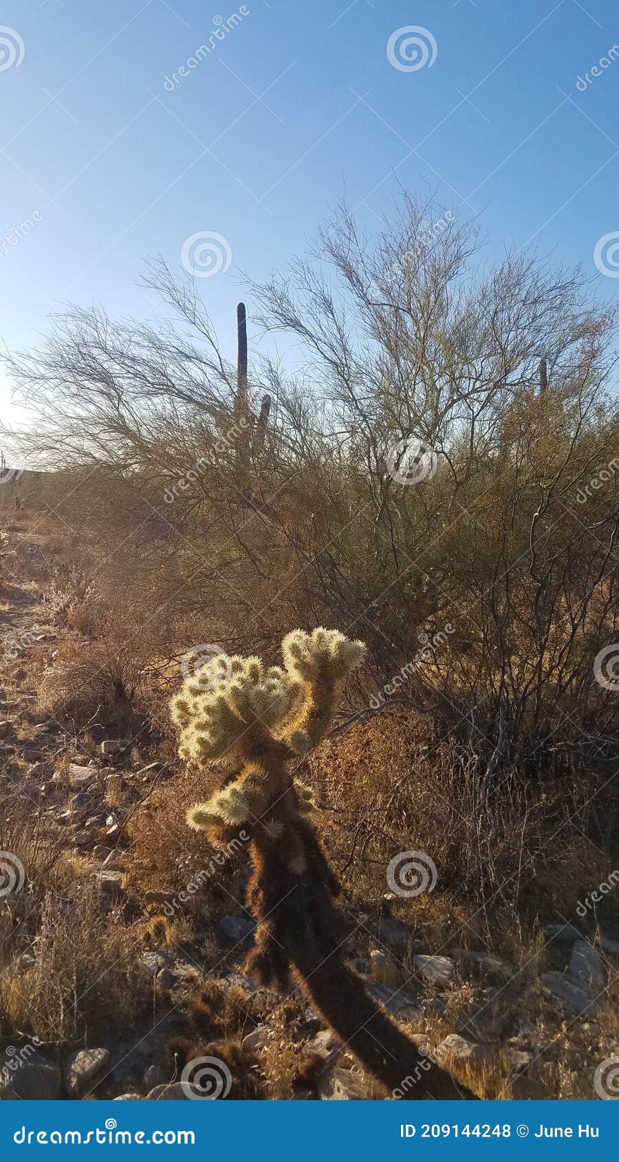 Tanzender Kaktus Mit Dem Wind Stockfoto - Bild von wind, morgen: 209144248