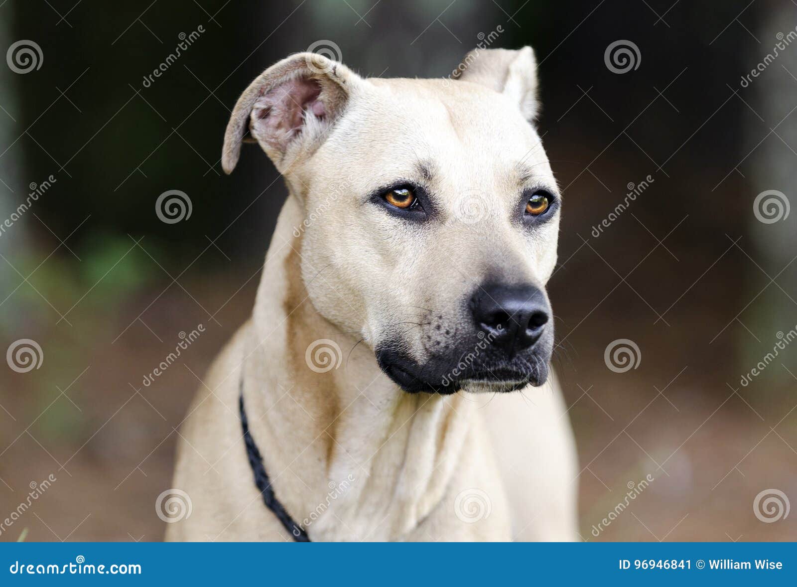 逗人喜爱的褴褛的狗杂种狗特写镜头 库存照片. 图片 包括有 似犬, 工作室, 混杂, 关闭, 哺乳动物, 交配动物者 - 60816374