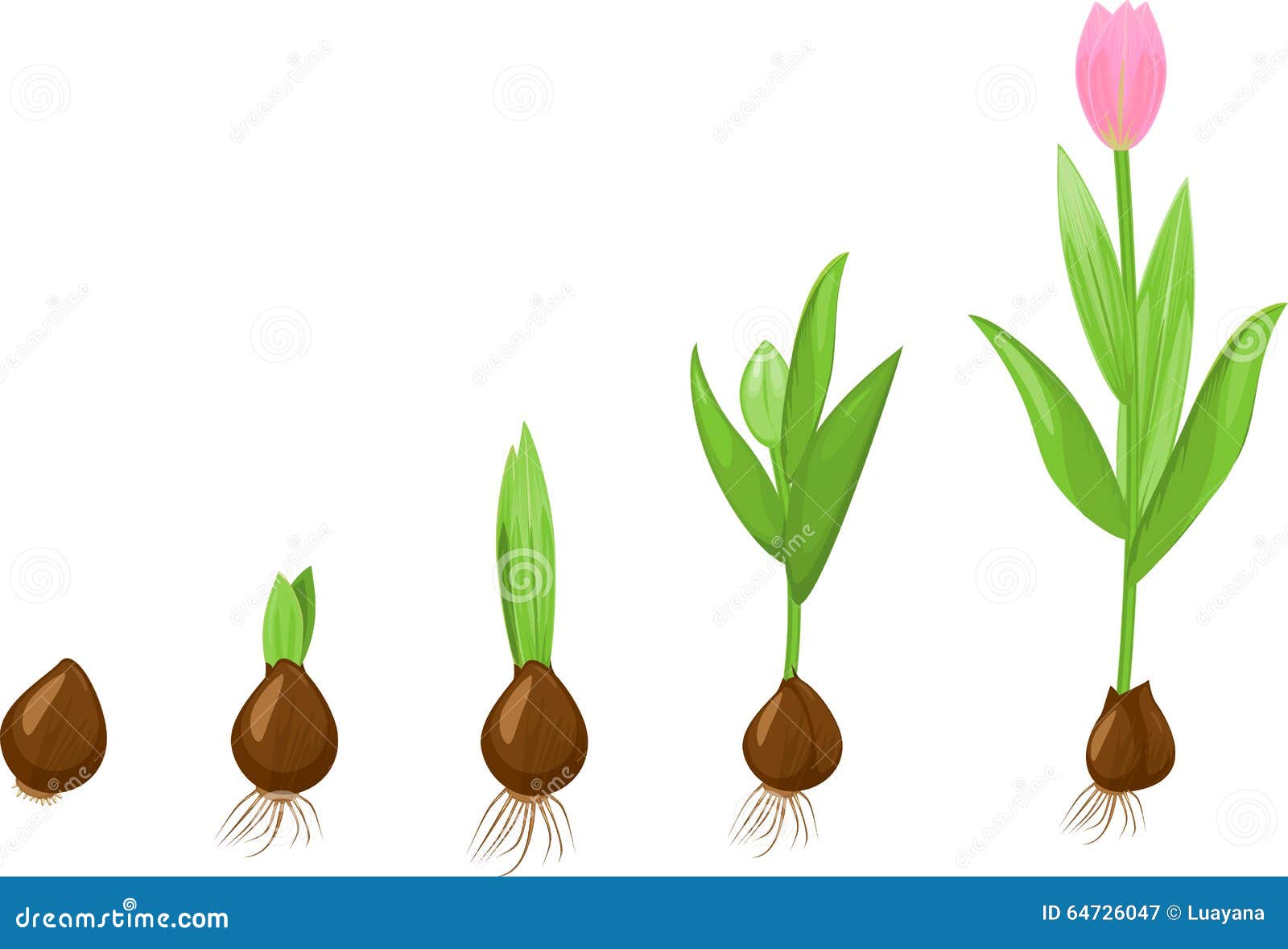 Étape De Croissance De Tulipe Illustration de Vecteur Image 64726047
