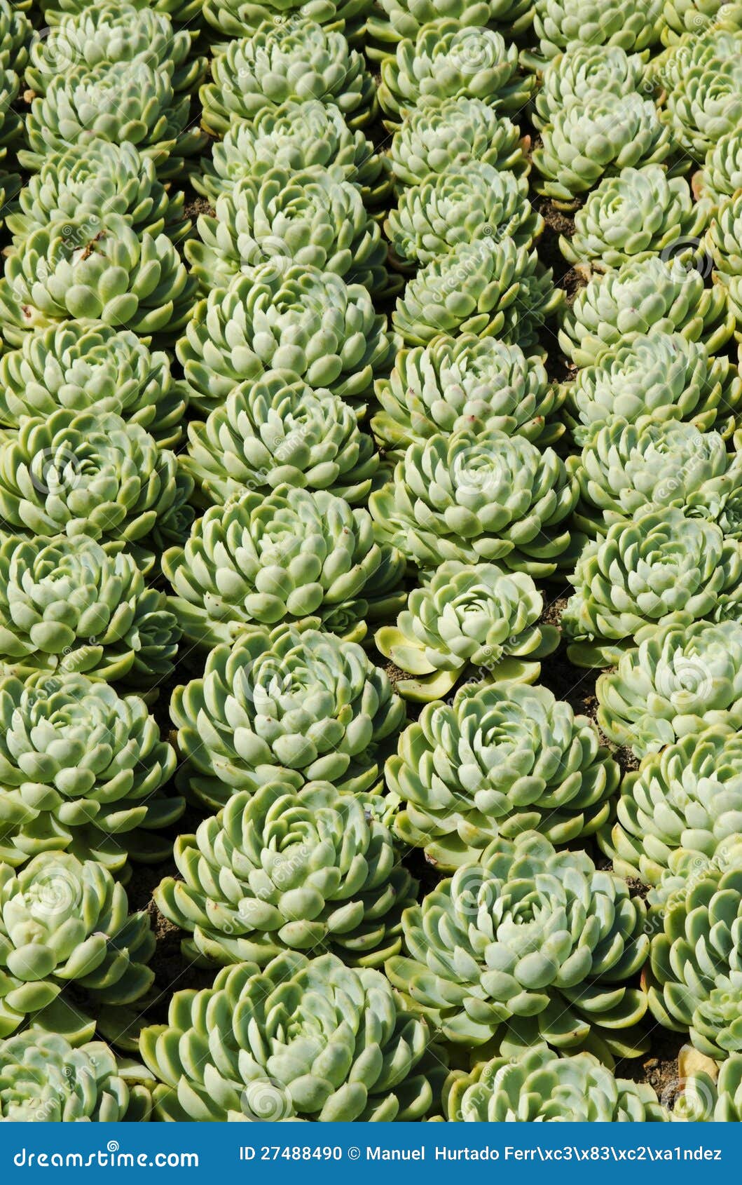 Tapestry of Plants stock photo. Image of natural, sunny 27488490