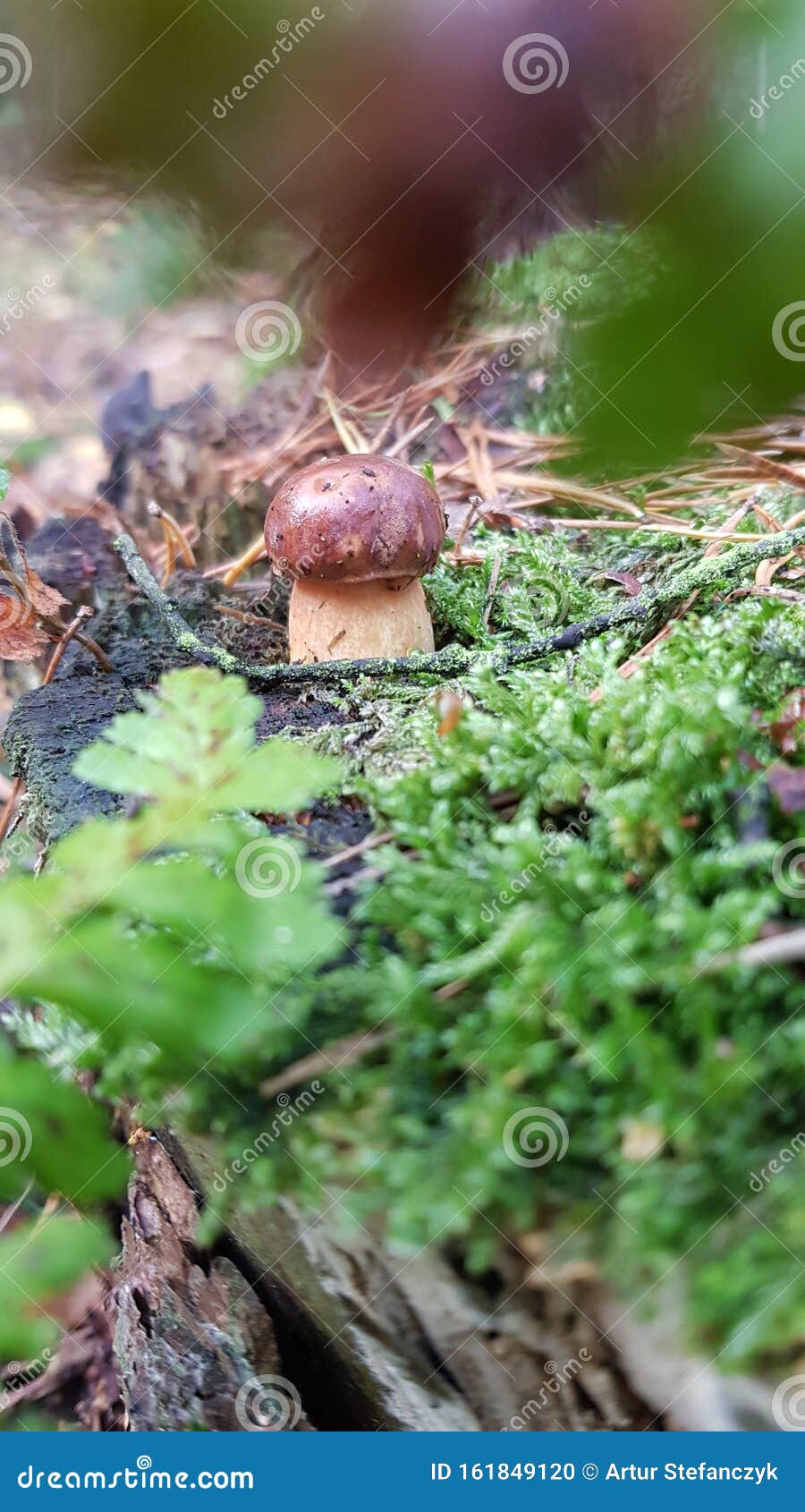 nature, stock Image of tree, autumn, leaf - 161849120