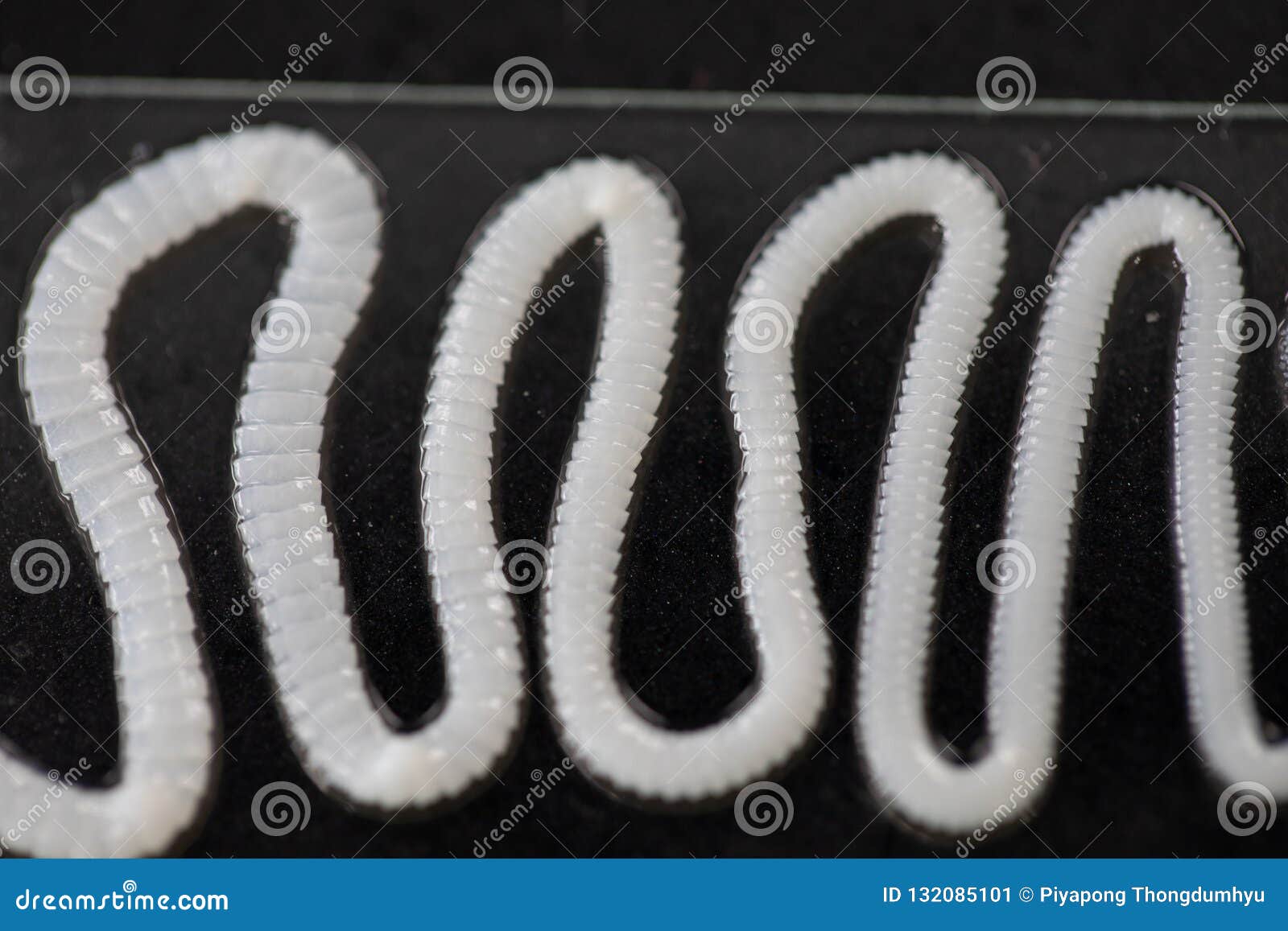 broad fish tape worm broad fish tape worm