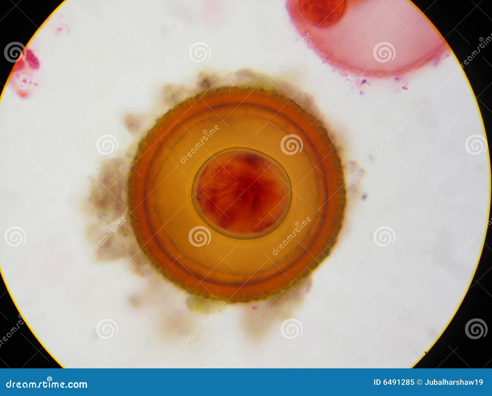 Tapeworm (Taenia) egg stock image. Image of medicine, intestinal 6491285